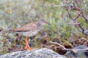 tureluur (Tringa totanus) 7-2018 5655